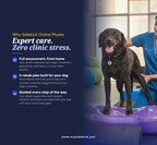 Pet Physiotherapy Online – Dog Rehabilitation & Mobility Consultation