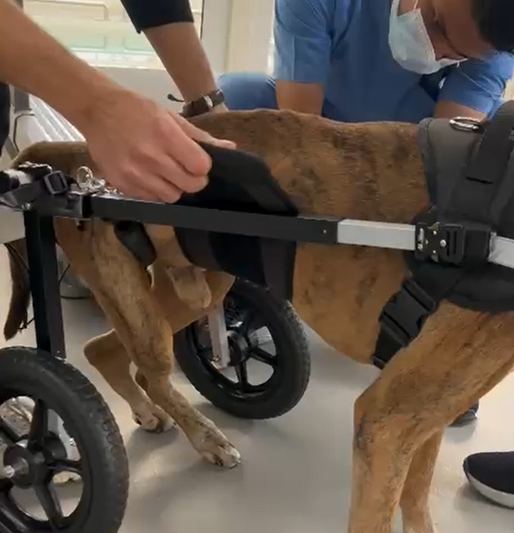 Belly Support Belt - Dog Wheelchair