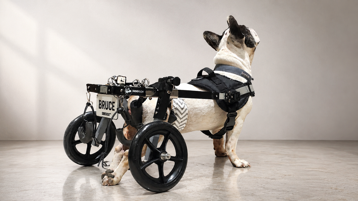 Dog Wheelchair for Back Legs, India | Rear Support Cart | Sidekick