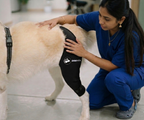 Pet Physiotherapy Online – Dog Rehabilitation & Mobility Consultation