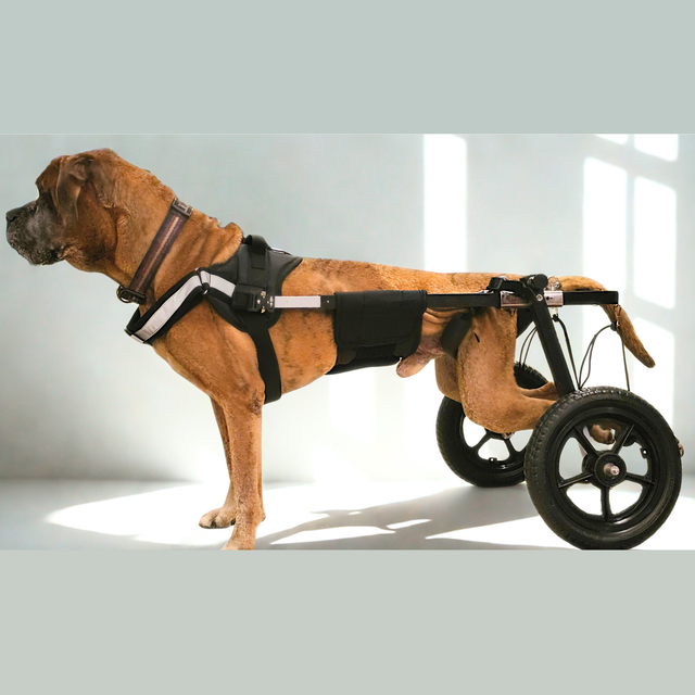 Boxer Dog using a dog wheelchair by Sidekick