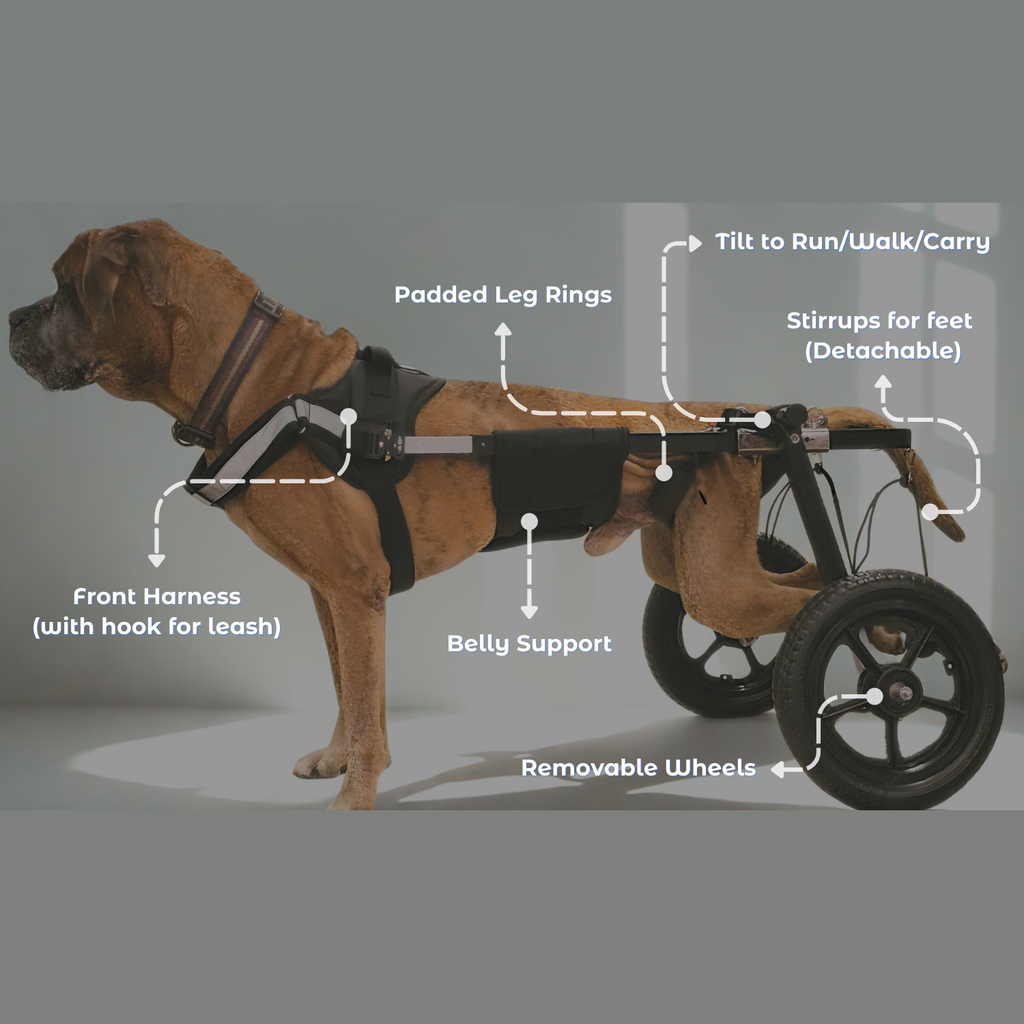 Dog in a wheelchair by Sidekick with labeled parts. Components of Sidekick's dog wheelchair.