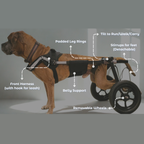 Dog in a wheelchair by Sidekick with labeled parts. Components of Sidekick's dog wheelchair.