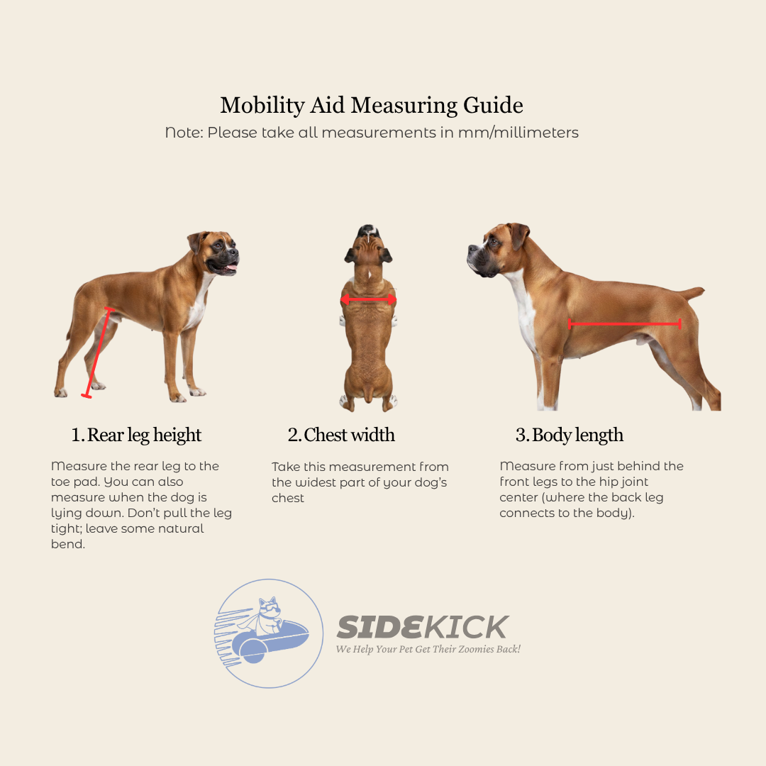 Mobility aid measuring guide for dogs with step-by-step instructions and measurements, featuring the Sidekick brand logo.