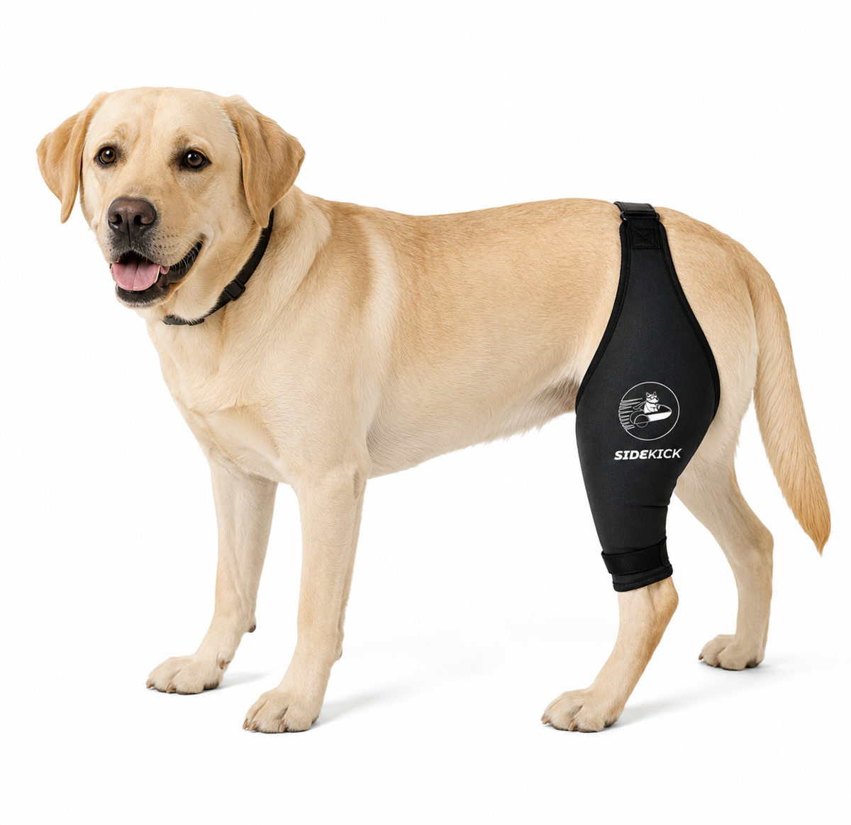 Stifle Brace (Back Knee)