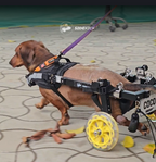 Sidekick's dog wheelchair demonstration